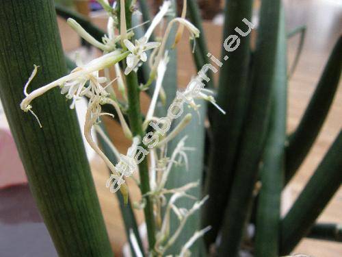 Sansevieria cylindrica Boj.