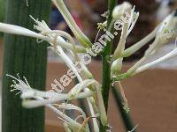 Sansevieria cylindrica Boj.