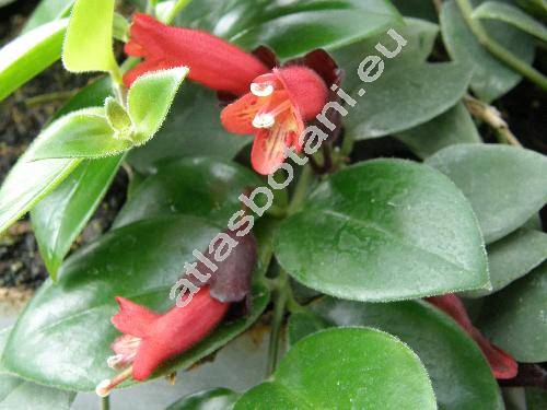 Aeschynanthus 'Mona Lisa'