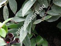 Aeschynanthus 'Mona Lisa'