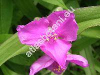 Tradescantia x andersoniana Ludw. et Rohw. 'Karminglut' (Tradescantia virginiana hort.)