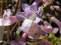 Streptocarpus wendlandii Spreng.