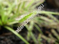 Drosera capensis 'Albino'