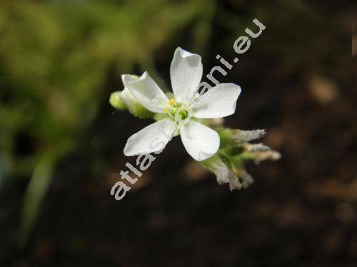 Drosera capensis 'Albino'