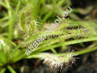 Drosera capensis 'Albino'