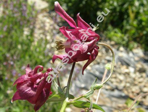 Aquilegia atrata Koch