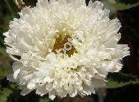 Leucanthemum 'Laspider'