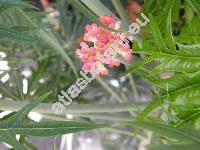 Jatropha multifida