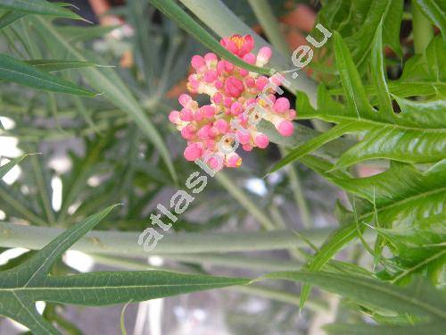 Jatropha multifida