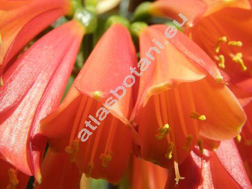 Clivia x cyrtanthiflora (Van Houtte) Wittm. (Clivia miniata x Clivia nobilis)