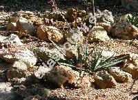 Gasteria verrucosa