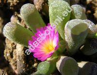 Frithia pulchra