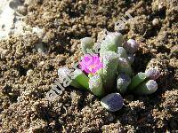 Frithia pulchra