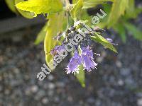 Caryopteris x clandonensis 'Worcester Gold' (Caryopteris incana x Caryopteris mongholica Bunge)