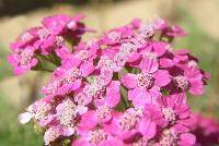 Achillea pratensis Saukel et L. (Achillea pratensis Saukel et Lnger, Achillea millefolium agg.)