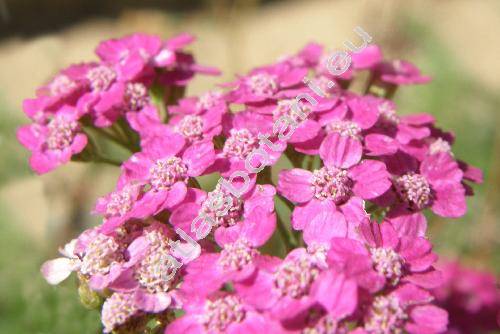 Achillea pratensis Saukel et L. (Achillea pratensis Saukel et Lnger)