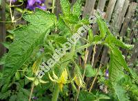 Solanum lycopersicum 'Vesuvio' (Lycopersicon esculentum Miller)