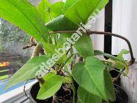 Passiflora ligularis (Passiflora ligularis Juss.)
