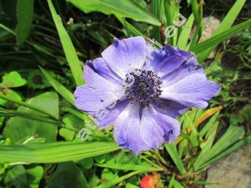 Anemone 'Mr. Fokker'