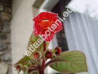 Kohleria 'Red Rover' (Isoloma, Kohleria eriantha (Benth.) Hanst., Kohleria hirsuta (Kunth) Reg.)