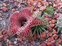 Huernia pillansii (Huernia pillansii Br.)