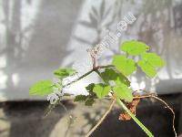 Eccremocarpus scaber (Calampelis)