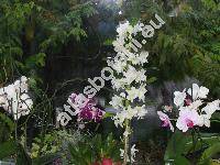 Dendrobium nobile (Dendrobium nobile Lindl., Dendrobium 'Yamamoto')