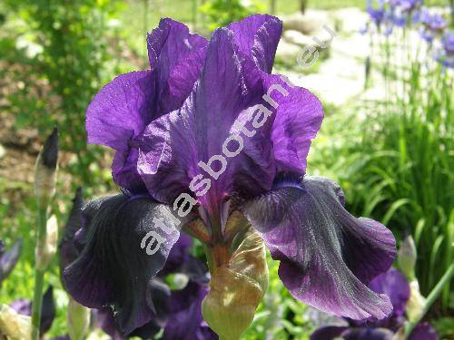 Iris x barbata 'Black Night'