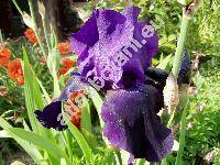 Iris x barbata 'Black Night'