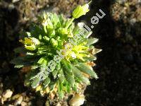 Draba aizoides L.