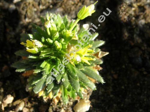 Draba aizoides L.