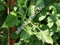 Solanum lycopersicum 'Beefmaster' (Solanum lycopersicum 'Beefmaster F 1', Lycopersicon esculentum Miller)