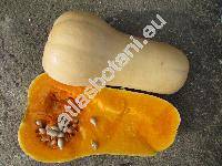 Cucurbita moschata 'Butternut' (Cucurbita moschata (Lam.) Duch. ex Poir.)