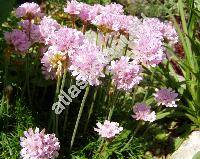 Armeria maritima (Statice maritima Mill.)