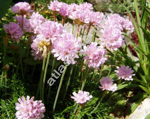 Armeria maritima (Statice maritima Mill.)