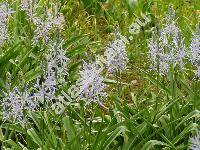 Camassia leichtlinii (Camassia leichtlinii (Bak.) Wats.)