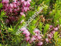 Erica carnea L. (Erica herbacea L.)