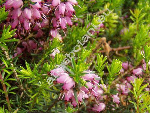 Erica carnea L. (Erica herbacea L.)