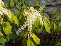 Pieris japonica (Andromeda japonica (Thunb.))