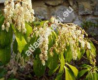 Pieris japonica (Andromeda japonica (Thunb.))