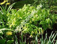 Uvularia grandiflora (Uvularia grandiflora Sm.)