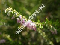 Calluna vulgaris (L.) Hill (Erica vulgaris L.)