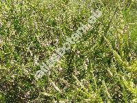 Calluna vulgaris (L.) Hill (Erica vulgaris L.)