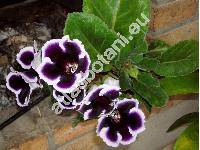 Sinningia x hybrida hort. (Gloxinia x hybrida hort.)