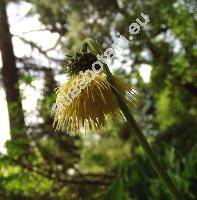 Cirsium erisithales (Cirsium erisithales (Jacq.) Scop.)