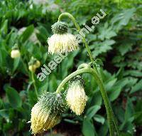 Cirsium erisithales (Cirsium erisithales (Jacq.) Scop.)