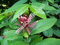 Calycanthus floridus L.