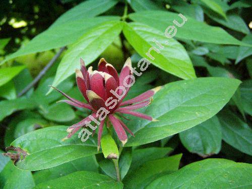 Calycanthus floridus L.