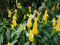 Pachystachys lutea Nees