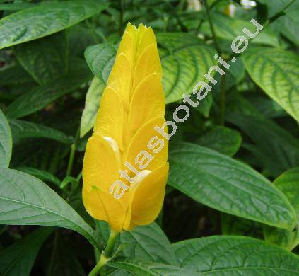 Pachystachys lutea Nees